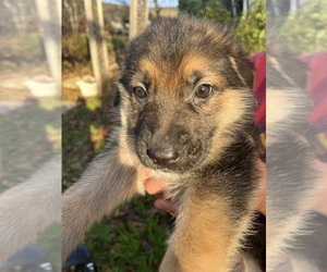 Alaskan Husky-German Shepherd Dog Mix Puppy for sale in SULTAN, WA, USA