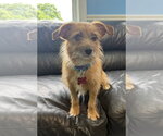 Small #2 Mutt