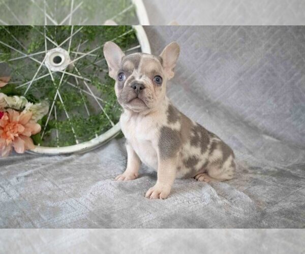 Medium Photo #1 French Bulldog Puppy For Sale in MILLERSBURG, OH, USA