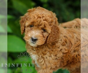 Goldendoodle (Miniature) Puppy for sale in EAST EARL, PA, USA