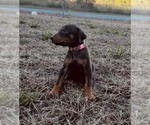 Puppy Pink Doberman Pinscher