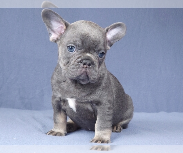 Medium Photo #13 French Bulldog Puppy For Sale in BOSTON, MA, USA