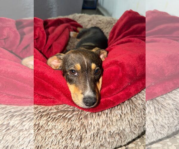 Medium Photo #3 Mutt Puppy For Sale in NYC, NY, USA