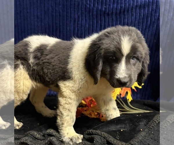 Medium Photo #20 Newfoundland Puppy For Sale in AURORA, IN, USA