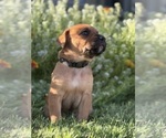 Puppy Nahla Cane Corso-Doberman Pinscher Mix