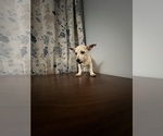 Small #16 Chihuahua