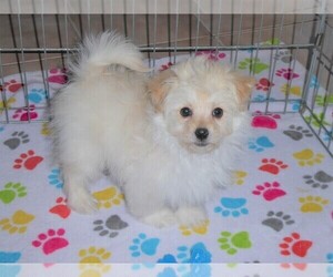 Medium Pomeranian-Poodle (Toy) Mix