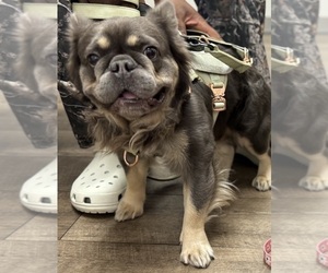 Father of the French Bulldog puppies born on 02/06/2026