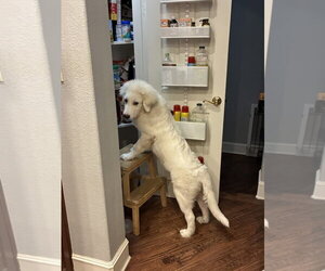 Max - Male Great Pyrenees-Unknown Mix Dog for Adoption - Photo #5