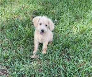 Schnoodle (Miniature) Puppy for sale in EL CAMPO, TX, USA