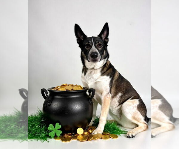 Medium Photo #32 Mutt Puppy For Sale in Lake Forest, CA, USA