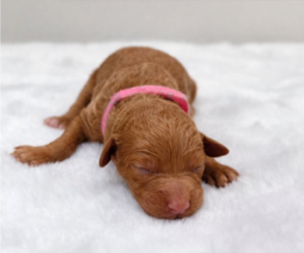 Medium Photo #8 Goldendoodle Puppy For Sale in LAFAYETTE, LA, USA
