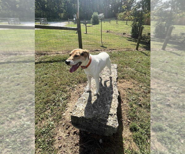 Medium Photo #4 Jack-A-Bee Puppy For Sale in Osgood, IN, USA