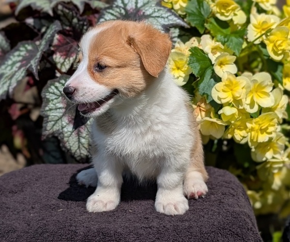 Medium Photo #15 Pembroke Welsh Corgi Puppy For Sale in GOSHEN, IN, USA