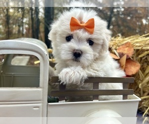 Maltese Puppy for sale in WINSLOW, AR, USA