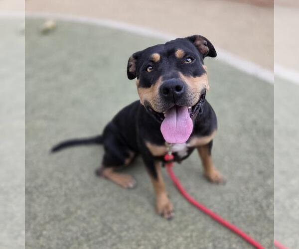 Medium Photo #1 Rottweiler-Unknown Mix Puppy For Sale in Las Vegas, NV, USA