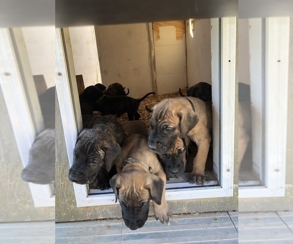 Medium Photo #15 Great Dane Puppy For Sale in GREENBRIER, TN, USA