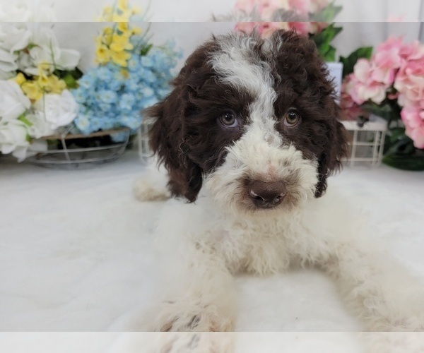 Medium Photo #1 Miniature Labradoodle Puppy For Sale in COLLEGE STA, TX, USA