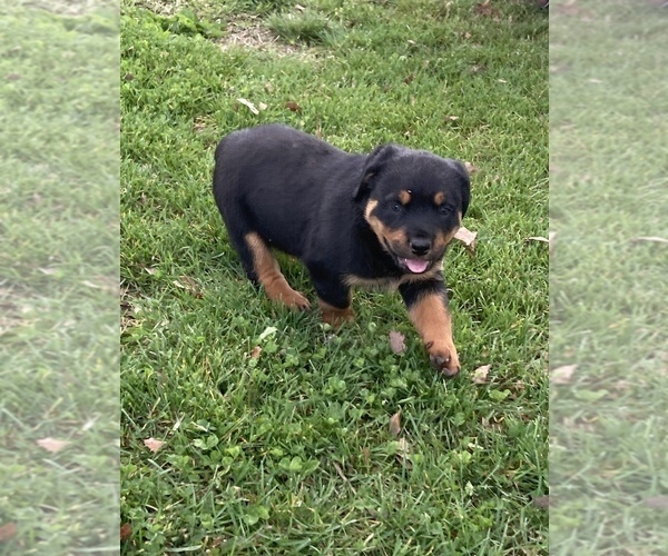 Medium Photo #5 Rottweiler Puppy For Sale in SHELL KNOB, MO, USA