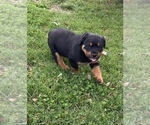Small Photo #5 Rottweiler Puppy For Sale in SHELL KNOB, MO, USA
