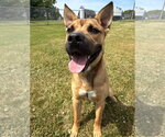 Small #4 Boxer Mix