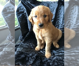 Golden Retriever Puppy for sale in CLERMONT, FL, USA