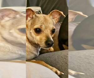 Chihuahua-Unknown Mix Dogs for adoption in Mesa, AZ, USA