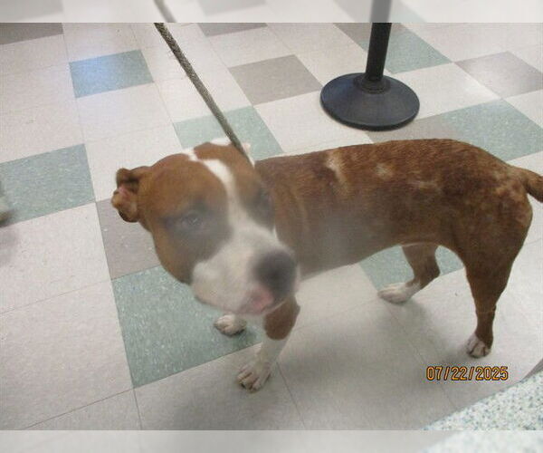 Medium Photo #1 Staffordshire Bull Terrier-Unknown Mix Puppy For Sale in Oklahoma City, OK, USA