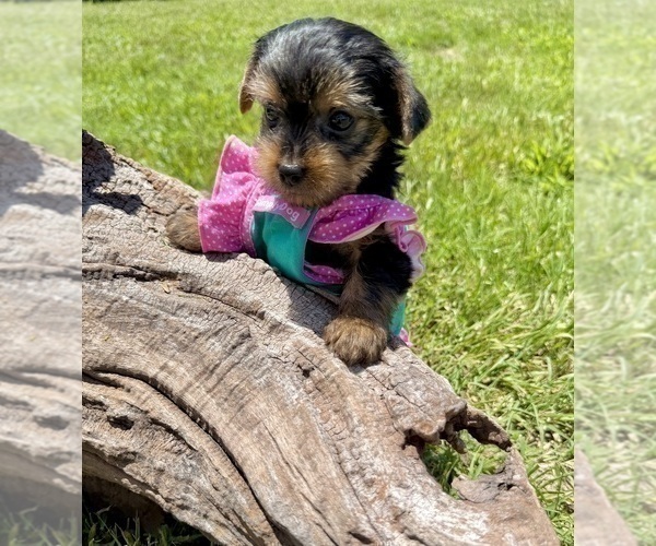 Medium Photo #18 Yorkshire Terrier Puppy For Sale in CASSVILLE, MO, USA
