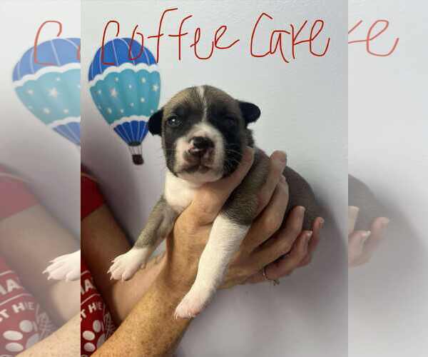 Medium Photo #2 Mutt Puppy For Sale in GILBERTS, IL, USA