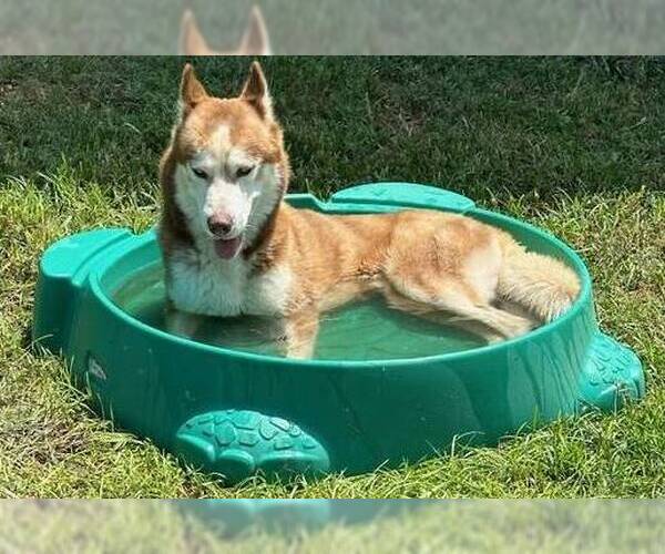 Medium Photo #3 Siberian Husky-Unknown Mix Puppy For Sale in Anniston, AL, USA