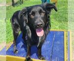Small #1 Labrador Retriever Mix