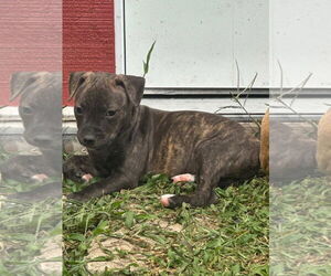 American Pit Bull Terrier Dogs for adoption in Alexandria, VA, USA