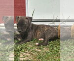 Small American Pit Bull Terrier