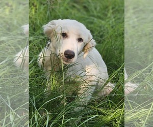 Great Pyrenees-Retriever Mix Dogs for adoption in Wakefield, RI, USA