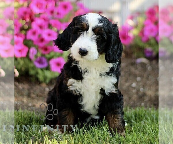 Medium Photo #1 Bernedoodle (Miniature) Puppy For Sale in GORDONVILLE, PA, USA