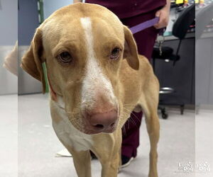 Labrador Retriever-Unknown Mix Dogs for adoption in Washington, DC, USA