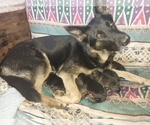 Small #7 German Shepherd Dog