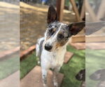 Small Mutt