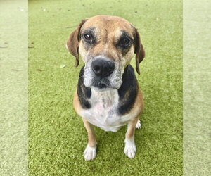 Beagle-Unknown Mix Dogs for adoption in Hilton Head, SC, USA