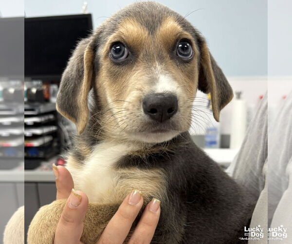 Medium Photo #1 Retriever -Unknown Mix Puppy For Sale in Washington, DC, USA