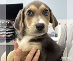 Small Retriever Mix