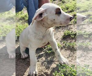 Bull Terrier-Unknown Mix Dogs for adoption in San Antonio, TX, USA