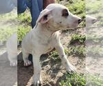 Small Photo #1 Bull Terrier-Unknown Mix Puppy For Sale in San Antonio, TX, USA