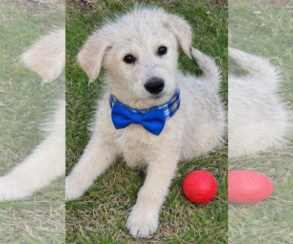 Medium Photo #1 Golden Retriever-Unknown Mix Puppy For Sale in Mt. Laurel, NJ, USA