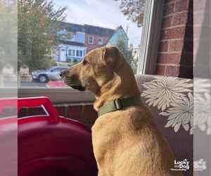 Luca - Male Mutt Dog for Adoption - Photo #8