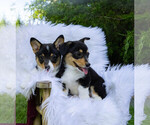 Small Photo #13 Pembroke Welsh Corgi Puppy For Sale in NEW DOUGLAS, IL, USA