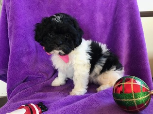 Havashu Puppy for sale in PEACH BOTTOM, PA, USA