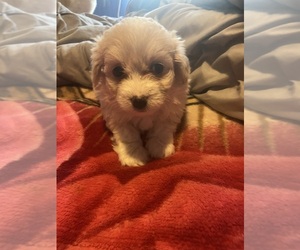 Maltipoo Puppy for sale in SEVEN SPRINGS, NC, USA