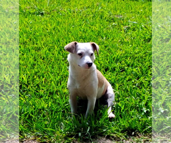 Medium Photo #4 Australian Shepherd-Jack Russell Terrier Mix Puppy For Sale in Missouri City, TX, USA